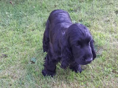 Cocker Spaniel puppies in Wexford