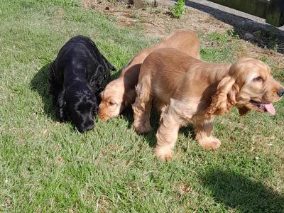 Cocker Spaniel puppies in Wexford