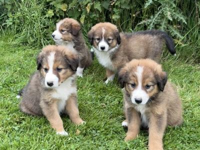 Fabulous Golden Mountain (Bernese Mountain Dog x Golden Retriever) puppies for sale in Cavan!