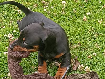 Standard Dachshund puppies for sale in Cork 0852422811