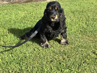IKC Registerred male black and tan Cocker Spaniel dog in Laois
