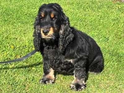 IKC Registerred male black and tan Cocker Spaniel dog in Laois