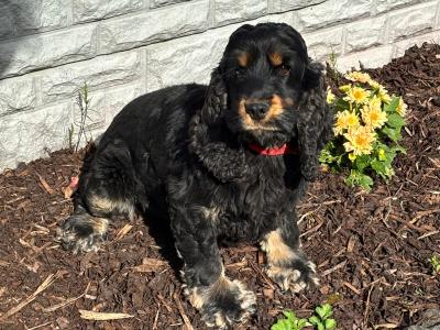 IKC Registerred male black and tan Cocker Spaniel dog in Laois