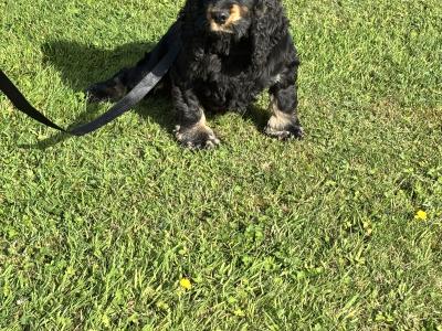 IKC Registerred male black and tan Cocker Spaniel dog in Laois