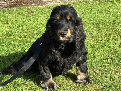 IKC Registerred male black and tan Cocker Spaniel dog in Laois
