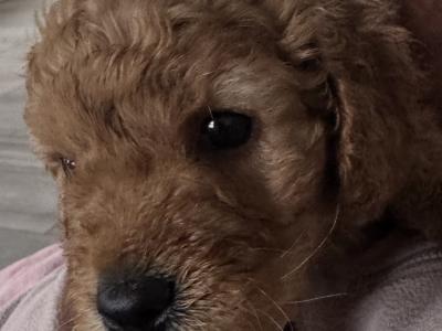 Cavapoo puppies in Monaghan