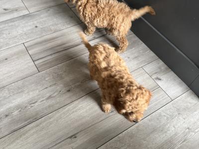 Cavapoo puppies in Monaghan
