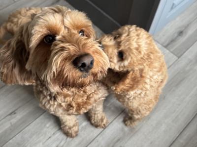 Cavapoo puppies in Monaghan