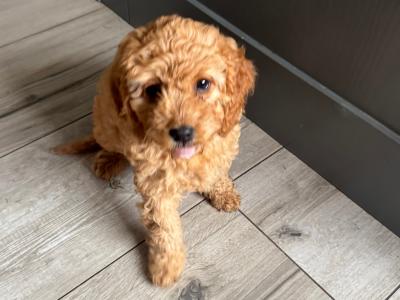 Cavapoo puppies in Monaghan