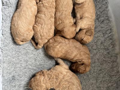 Cavapoo puppies in Monaghan