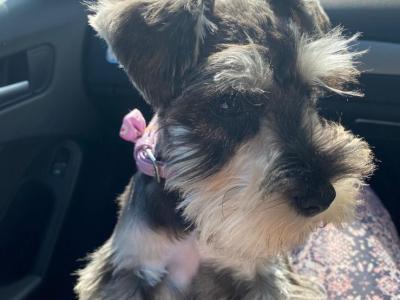 High standard purebred miniature Schnauzer puppies in Cavan €1,000