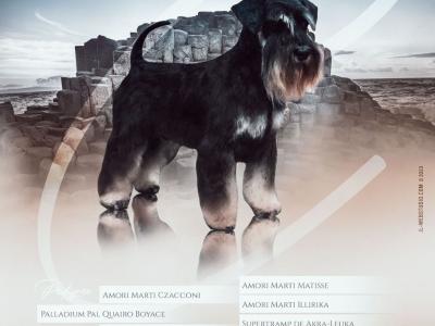 High standard purebred miniature Schnauzer puppies in Cavan €1,000