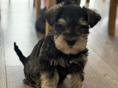 High standard purebred miniature Schnauzer puppies in Cavan €1,000