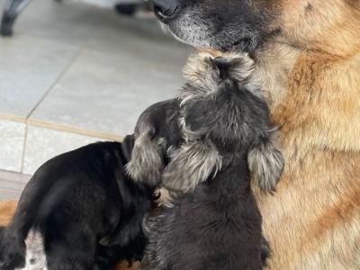 High standard purebred miniature Schnauzer puppies in Cavan €1,000