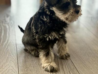 High standard purebred miniature Schnauzer puppies in Cavan €1,000