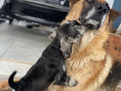 High standard purebred miniature Schnauzer puppies in Cavan €1,000