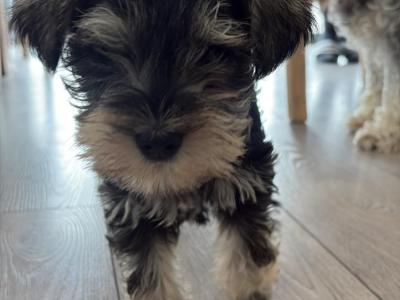 High standard purebred miniature Schnauzer puppies in Cavan €1,000