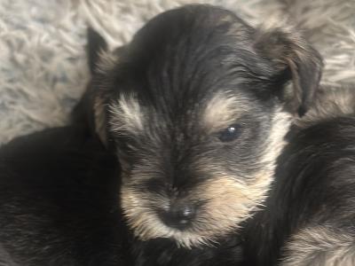 High standard purebred miniature Schnauzer puppies in Cavan €1,000