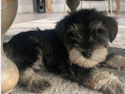 High standard purebred miniature Schnauzer puppies in Cavan €1,000