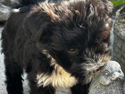 Male Tibetan Terrier puppy in Wexford