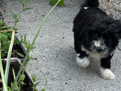 Male Tibetan Terrier puppy in Wexford