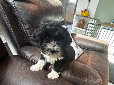 Male Tibetan Terrier puppy in Wexford
