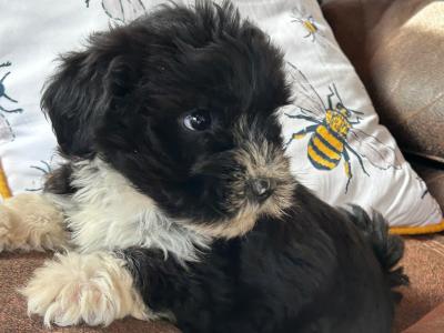 Male Tibetan Terrier puppy in Wexford