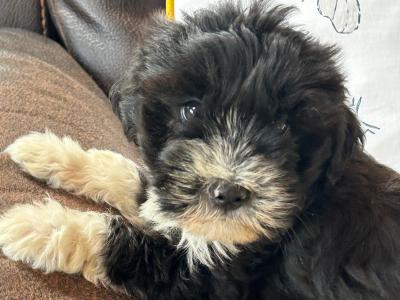 Male Tibetan Terrier puppy in Wexford