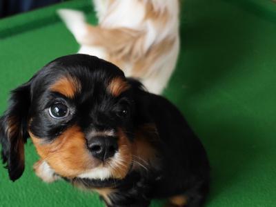 Cavalier king Charles puppies for sale