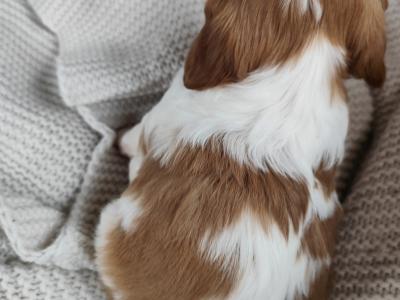 Cavalier king Charles puppies for sale