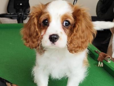Cavalier king Charles puppies for sale