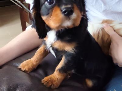 Cavalier king Charles puppies for sale