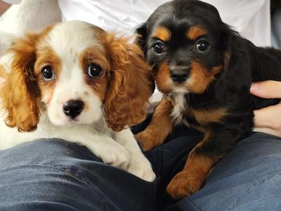 Cavalier king Charles puppies for sale