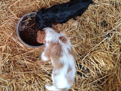 Cavalier king Charles puppies for sale