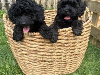 Last one Unique Cavapoochon F1b puppies in Limerick  €1000