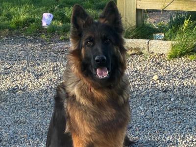 2 male German Shepherd puppies in Tipperary