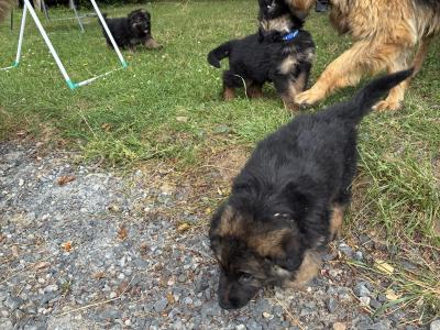 2 male German Shepherd puppies in Tipperary