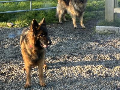 2 male German Shepherd puppies in Tipperary