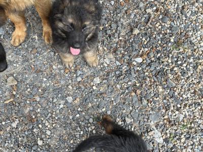 2 male German Shepherd puppies in Tipperary