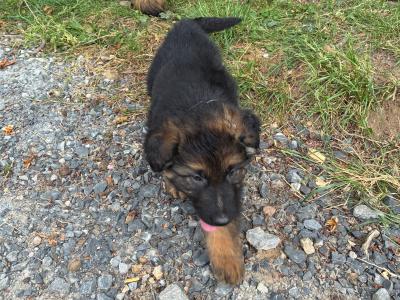 2 male German Shepherd puppies in Tipperary