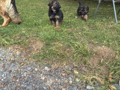 2 male German Shepherd puppies in Tipperary