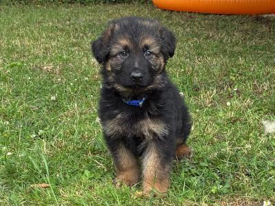 2 male German Shepherd puppies in Tipperary