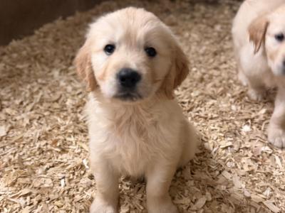 IKC Registered (pending) Golden Retriever puppies in Wexford