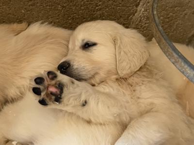 IKC Registered (pending) Golden Retriever puppies in Wexford