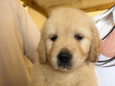 IKC Registered (pending) Golden Retriever puppies in Wexford