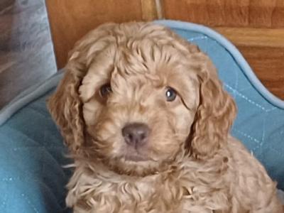 Cockapoo puppies in Sligo
