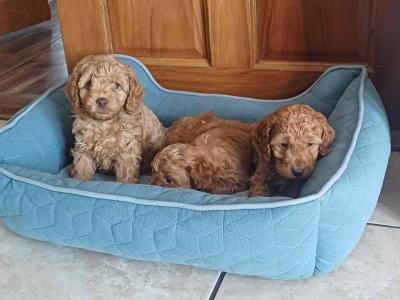 Cockapoo puppies in Sligo