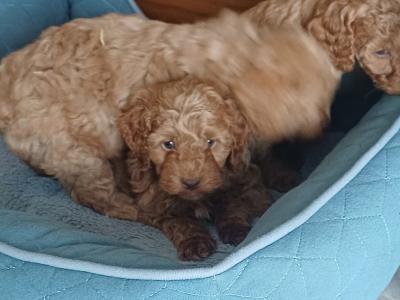 Cockapoo puppies in Sligo