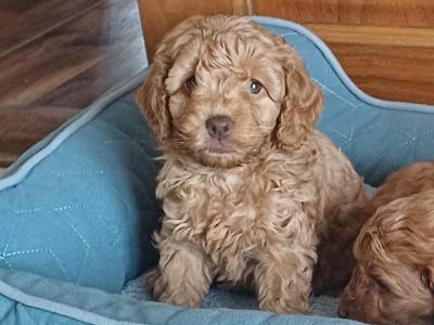 Cockapoo puppies in Sligo