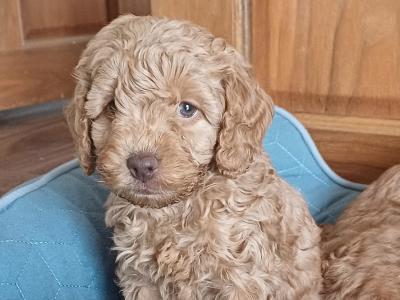 Cockapoo puppies in Sligo